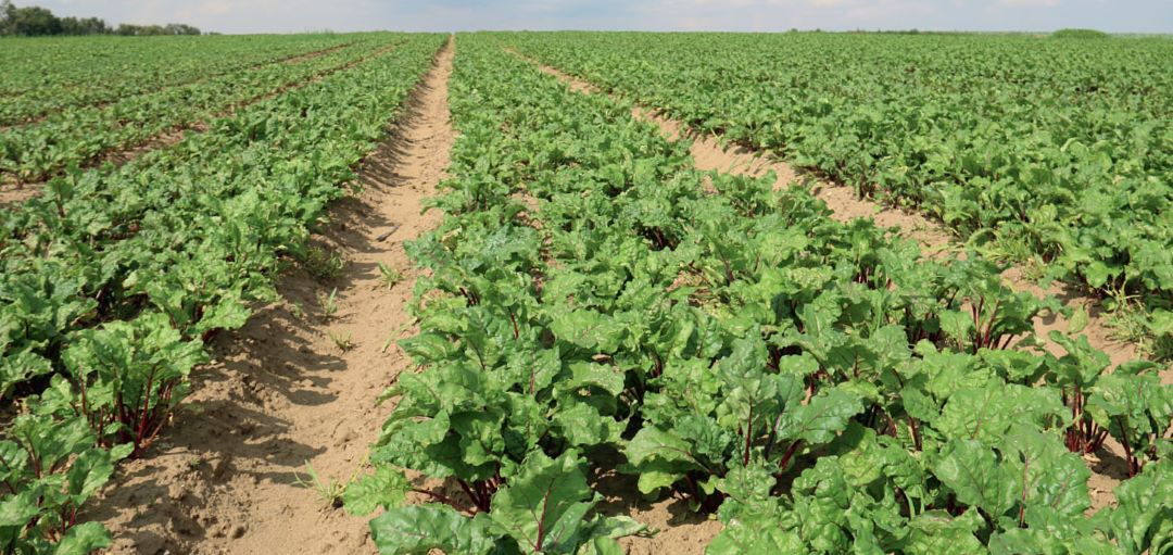 Столовая свекла