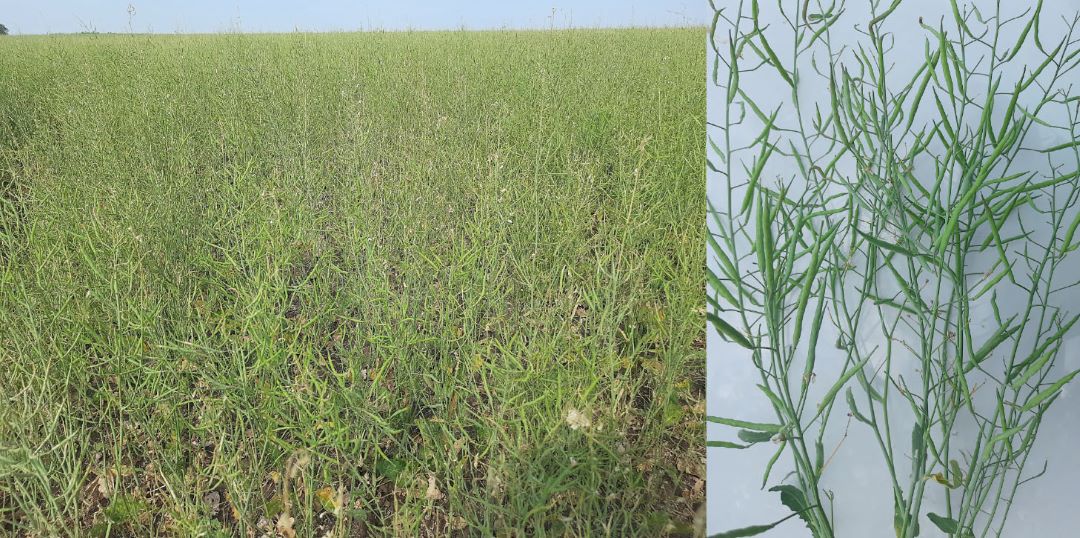 Яровой рапс, Мордовия. через 7 дней после обработки