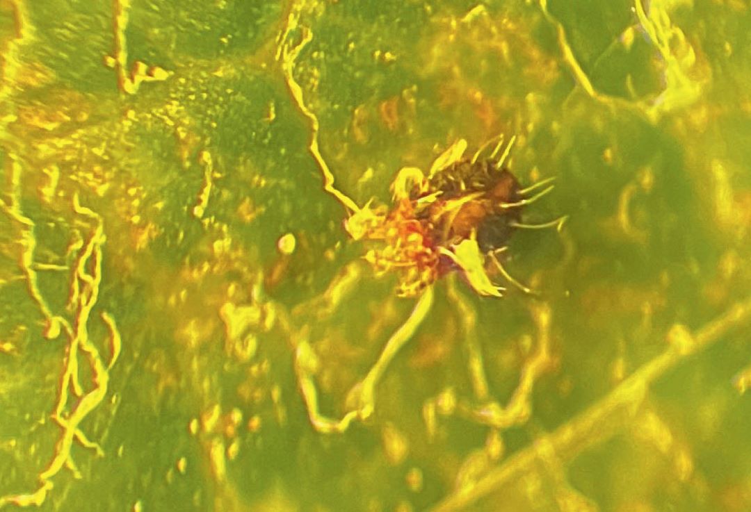 Погибшее имаго клеща на листе сои после обработки 0,6 л/га. Ставропольский край