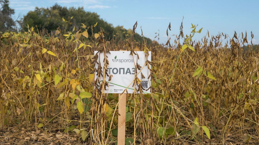 Один из лидеров по урожайности в 2024 году в Алтайском крае – сорт Топаз