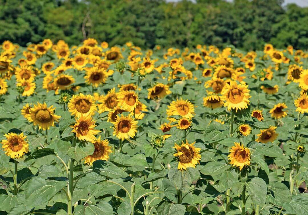 О новых сортах подсолнечника ФГБНУ «ФНЦ «ВНИИМК имени В. С. Пустовойта».