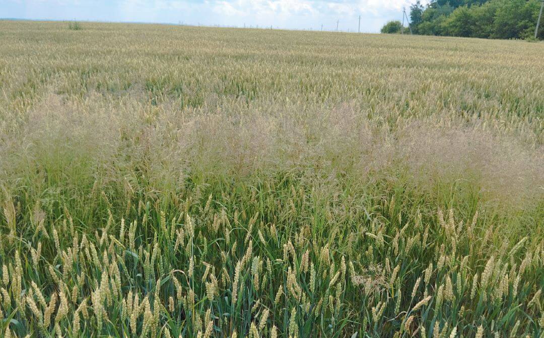 Орловская область, Колпнянский район. Метлица полевая в контроле без обработки