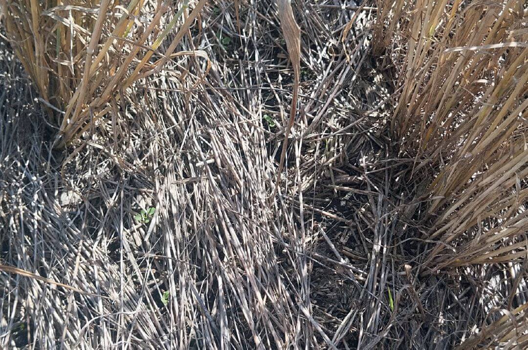 Липецкая область, Лебедянский район. Поле, обработанное