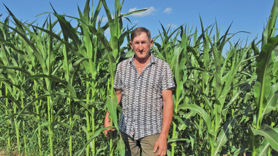 П. Е. Широбоков на поле кукурузы гибрида Маркамо, 9 июля 2024 года