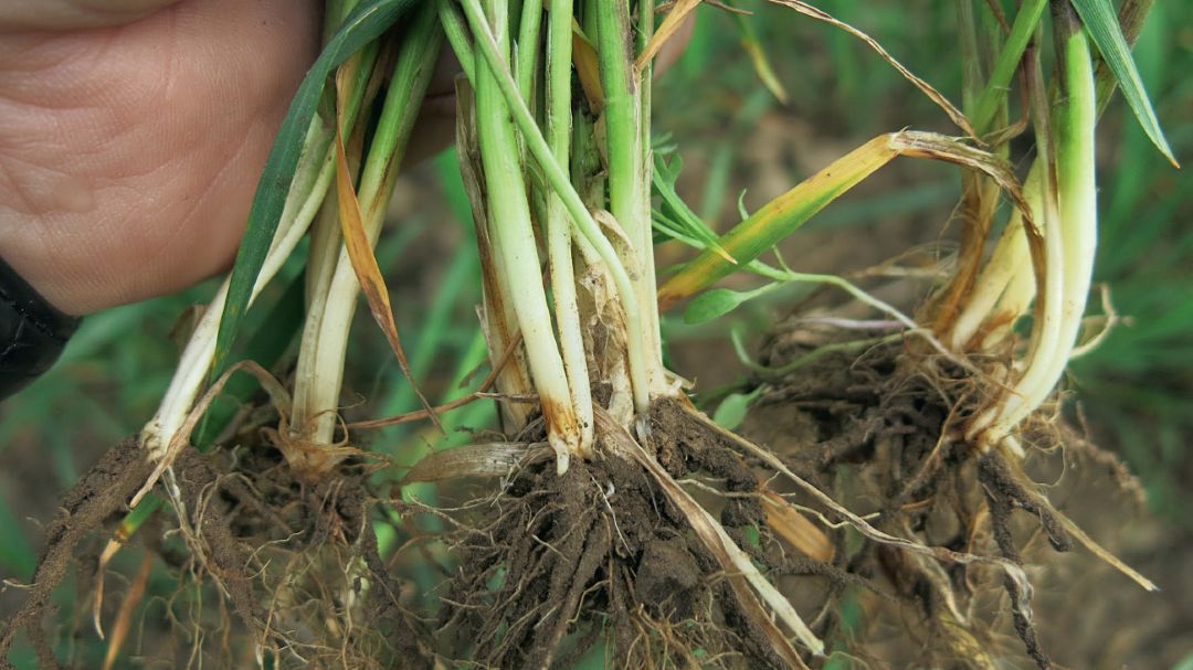Фузариозная корневая гниль