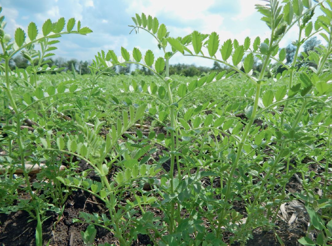 Воронежская область, ЗАО «Апротек». Растения нута из семян