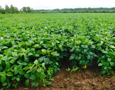 Соя, защищенная препаратами Оплот,0,5 л/т, <a href=