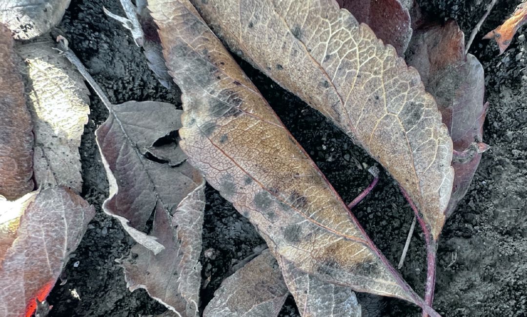 Листовой опад – запас инфекции парши