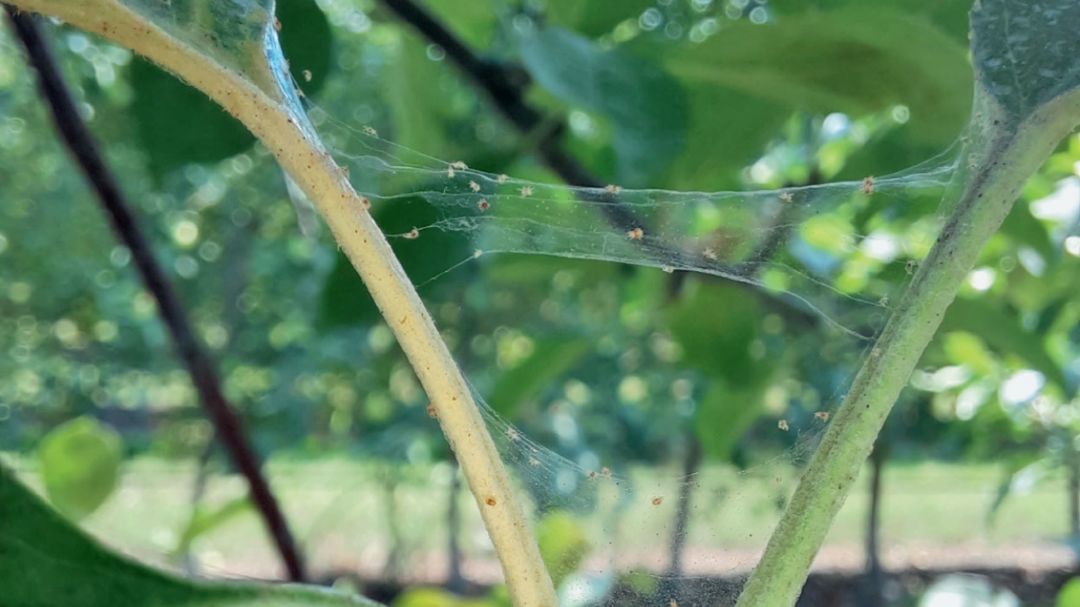 Критически высокая численность паутинного клеща