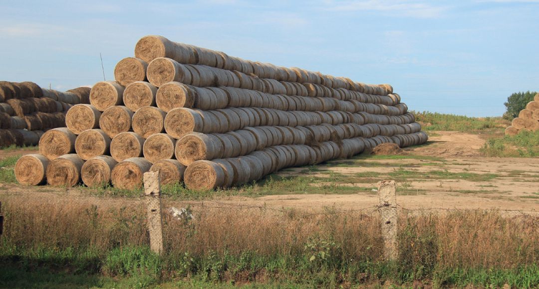Рулоны сена, заготовленные для КРС
