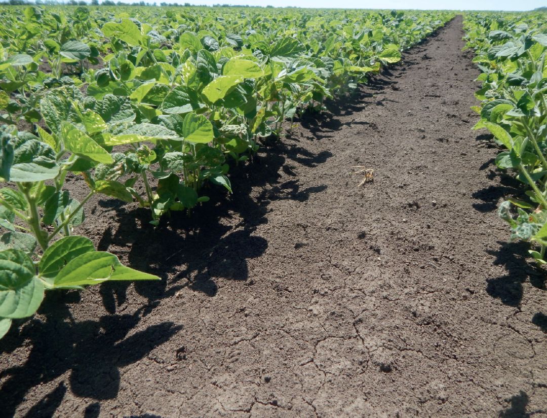 Краснодарский край, через 30 дней после обработки