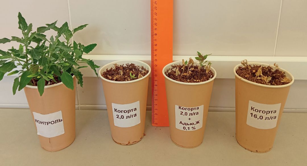 Биологическая эффективность против устойчивой мари белой из Амурской области. ЛИК компании «Август»