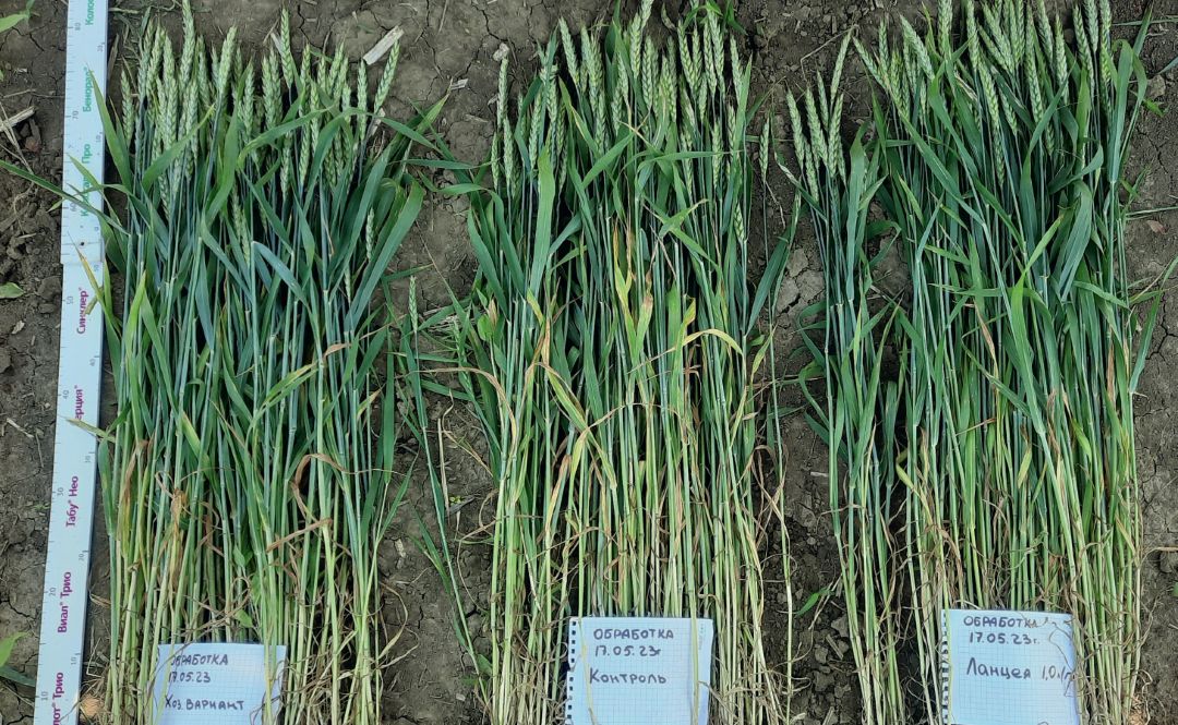 Ставропольский край, опыт 1. Слева направо: хозвариант, контроль и вариант через 23 дня после обработки