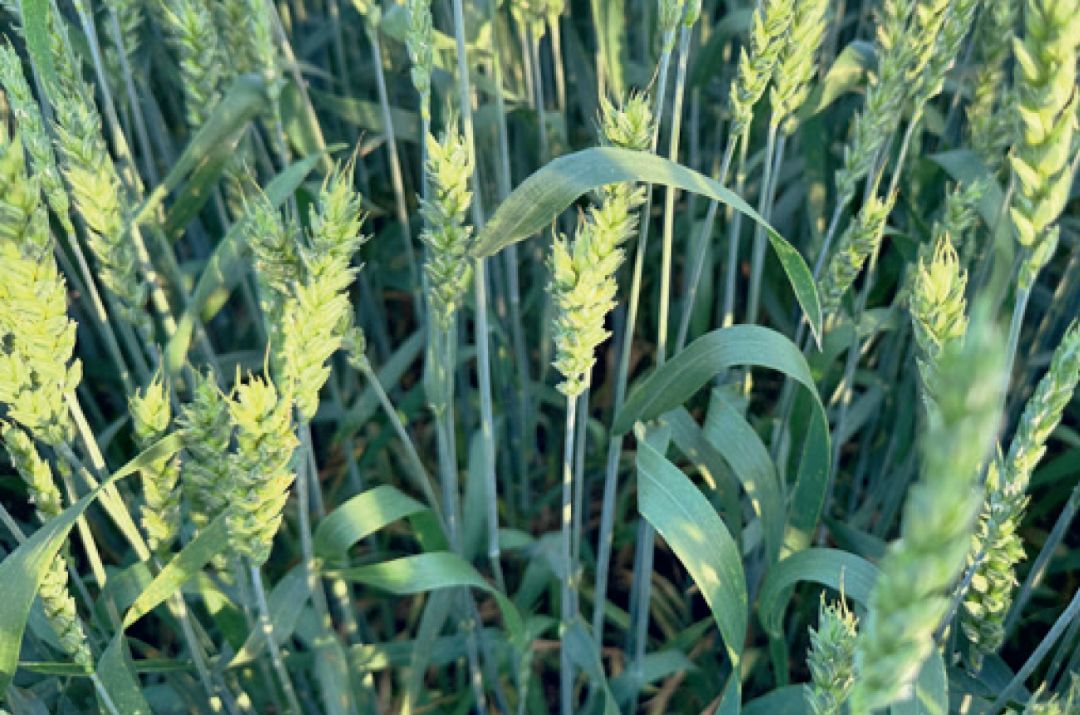 Рязанская область. Вариант через 14 дней после обработки