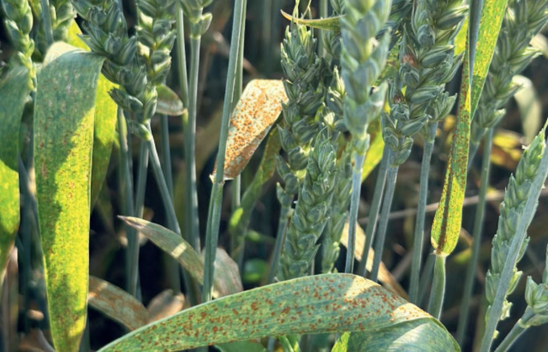 Рязанская область. Необработанный контроль на ту же дату