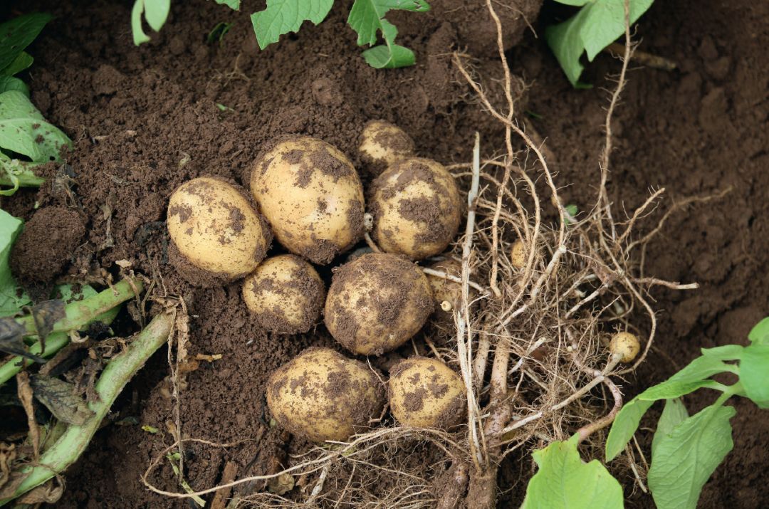 Картофель на поле хозяйства в июле 2024 года