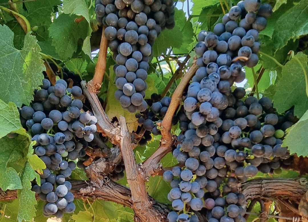 Крым, 2023 год. Вариант против третьей генерации гроздевой листовертки