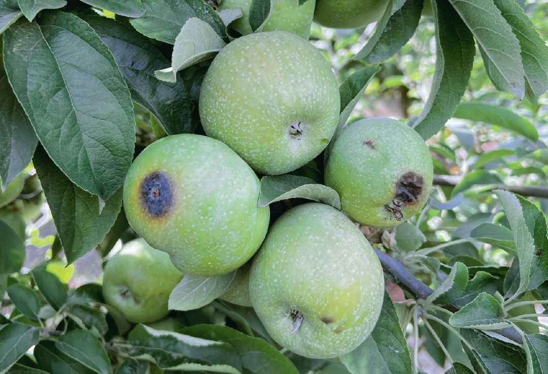 Контроль (без обработки), 7,9 % поврежденных плодов, Ставрополье