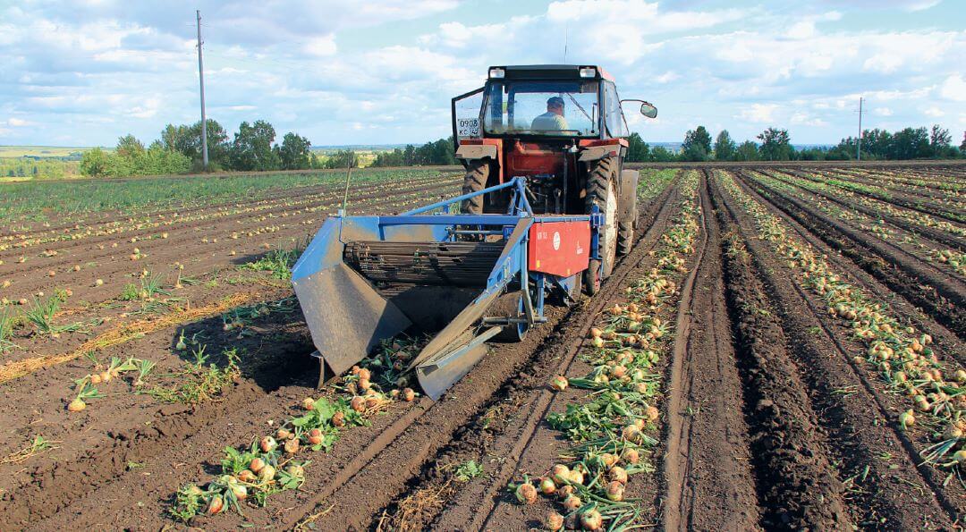 Уборка лука