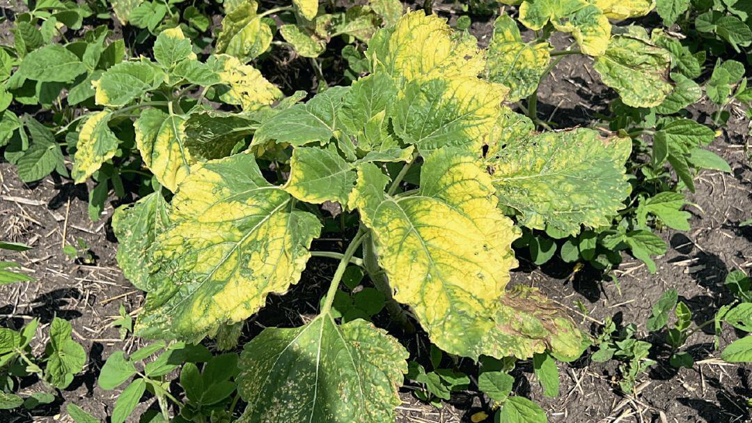 Воронежская область. Действие смеси на падалицу подсолнечника через 15 суток