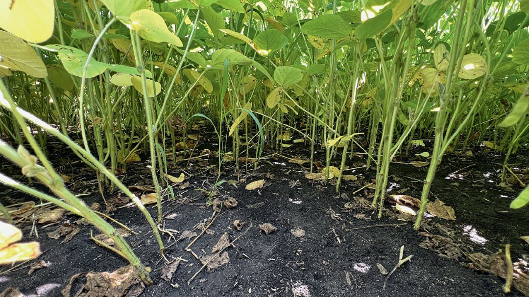 Воронежская область. через 45 суток