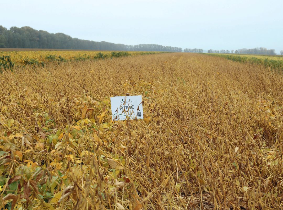 Сорт Апис селекции ВНИИ сои