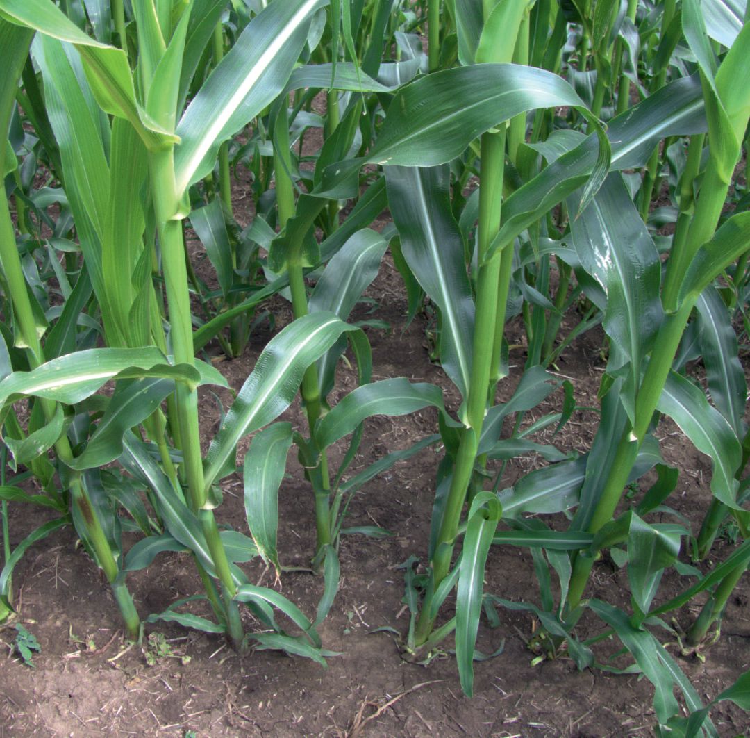 Кукуруза, обработанная Фултаймом