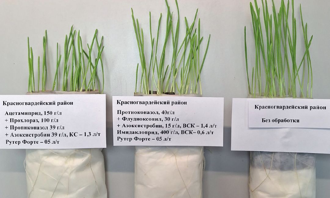 1. Образцы из СХП «Плодородие» в лаборатории. Слева направо: хозяйственный вариант, контроль без обработки