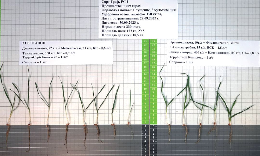 2. СХП «Плодородие», полевой учет через 7 дней после всходов, 2023 год. Слева хозяйственный вариант