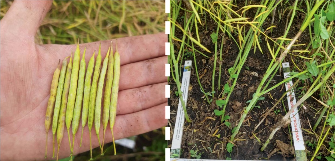 1,2 л/га через 30 дней после обработки