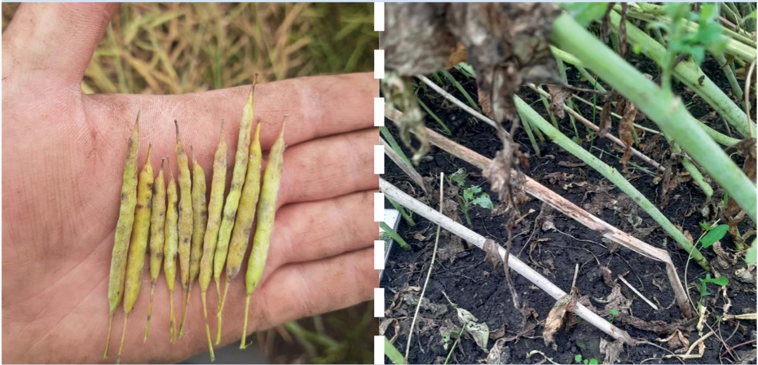 Контроль без обработки на ту же дату