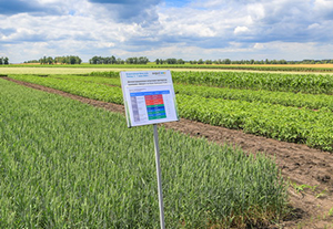 Опытные делянки «Августа» 