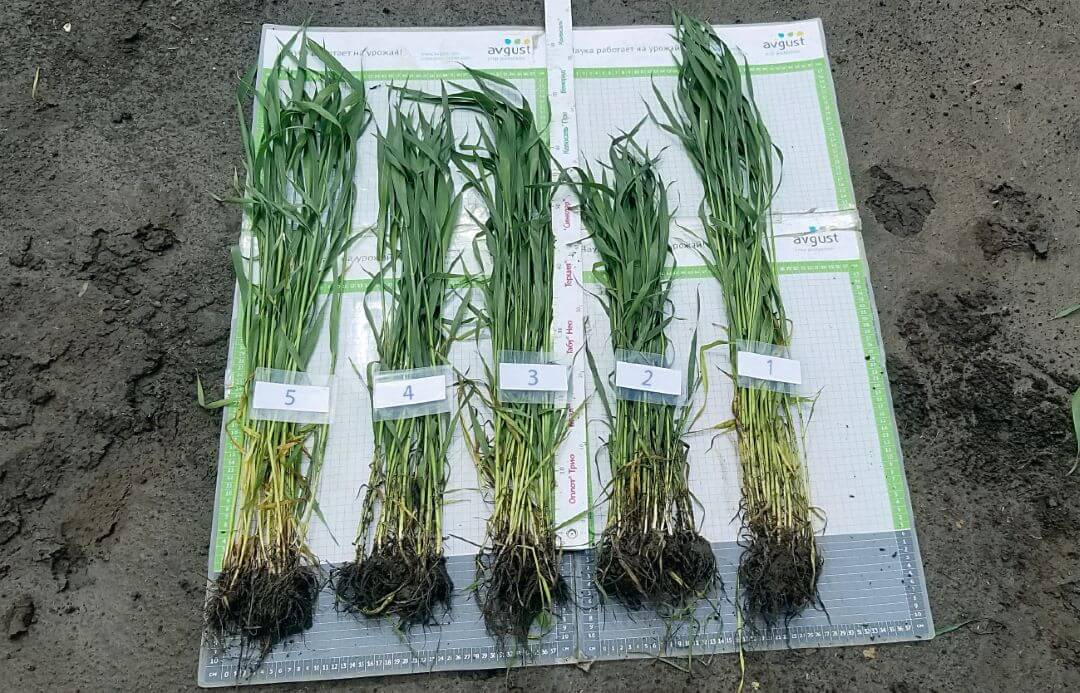 Ставрополье. Справа налево: вариант 1 – Байсайд, далее – варианты 2, 3, 4, 5