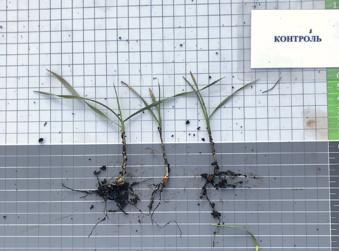 Татарстан. Учет в фазе полных всходов, контроль без обработки