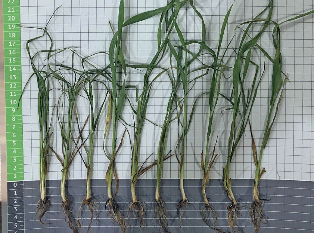 Татарстан. Учет в фазе трубкования, контроль без обработки