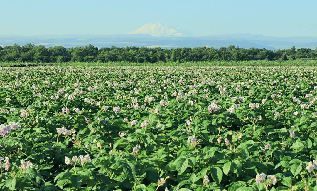Цветение картофеля на полях предприятия