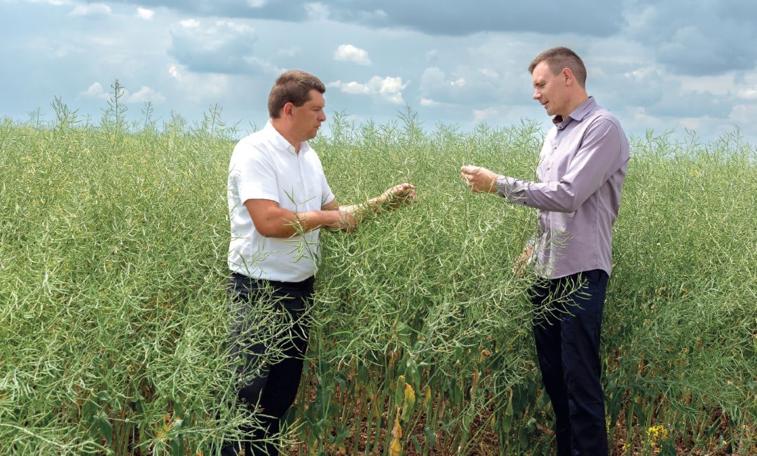 П. М. Чечко и В. В. Козловский (справа) на поле рапса
