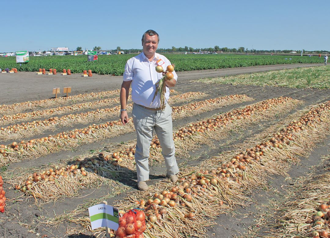 С. В. Бочкарев на уборке опытного участка лука в Волгоградской области