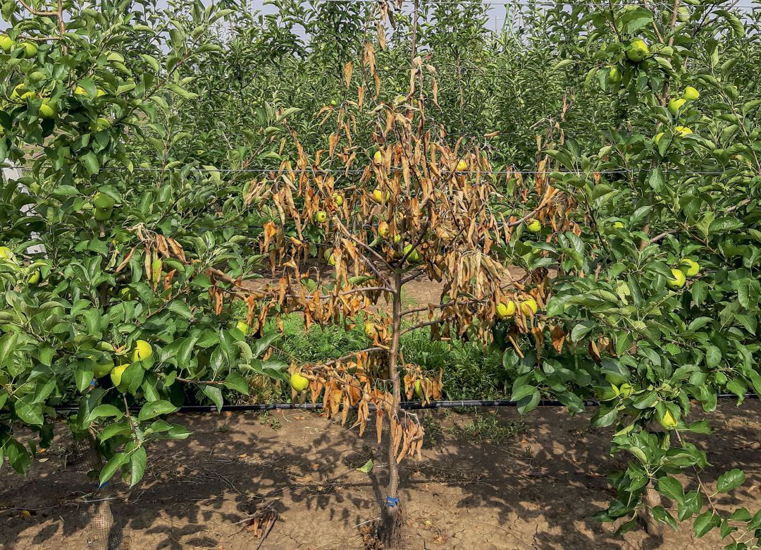 Гибель дерева от фитофторозной гнили шейки