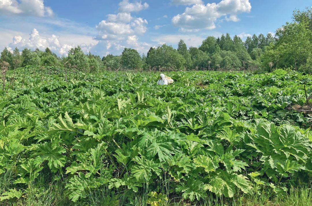 Борщевик в момент обработки 