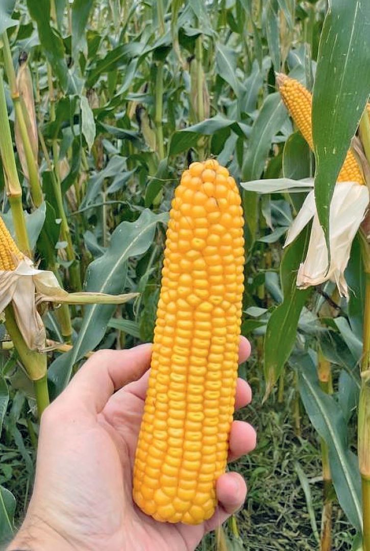 Вызревший початок кукурузы