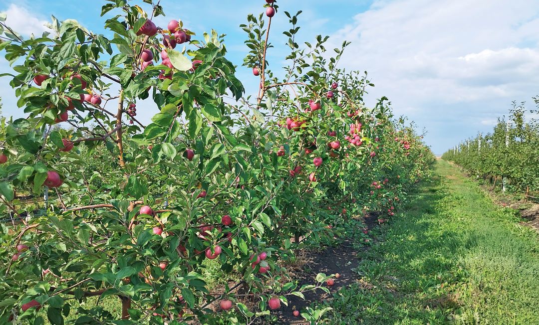 Об участии «августовцев» на «Дне садовода-2024» в Мичуринске.