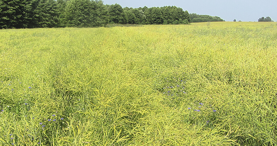 Вариант через 37 суток 