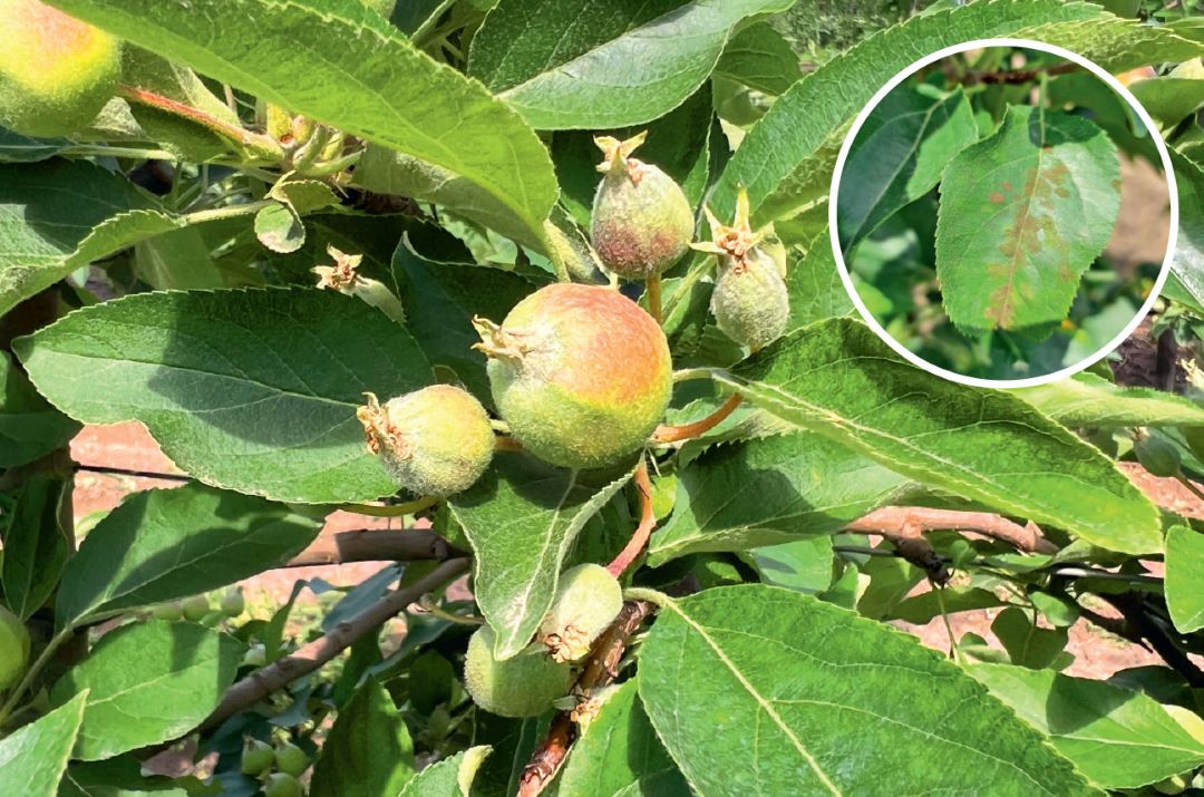 Яблоня, защищенная Во врезе наверху – растение, пораженное паршой в контроле без обработки