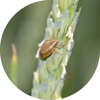 Элия өткір басы