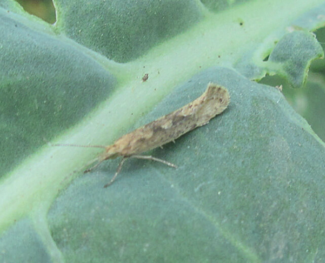 Незаменимые инсектициды на&nbsp;рапс