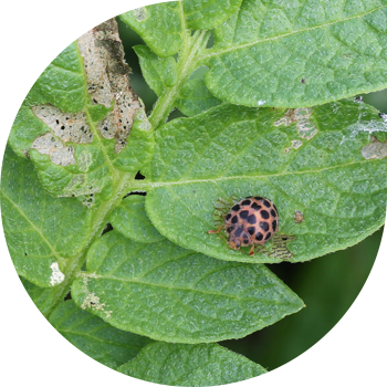 28-дақты картоп сиыр