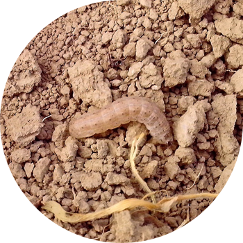 Леп белгісі