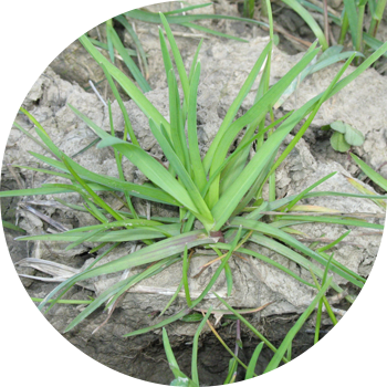 Далалық от (қара бидай)