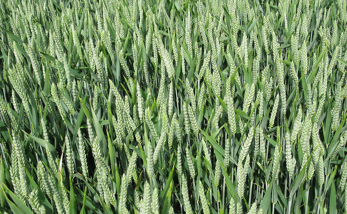 «Август-Камское Устье»